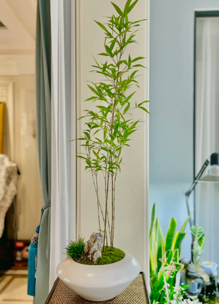 🎋Ornamental Miniature Purple Bamboo——“Lucky Feng Shui Bamboo”