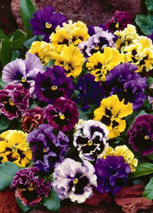Pansy Seeds - Frizzle Sizzle Mix