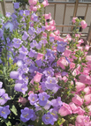 200 Seeds / Mixed Colors