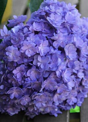 Hydrangea Seed Bonsai Flower Seeds Hydrangea Perennial Garden Home