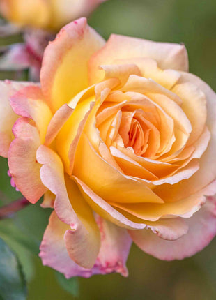 Peaceful Roses - The Messenger of Peace