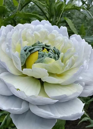 Chinese Peony Seeds for Home Garden
