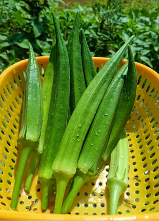 Fruit Okra Seeds