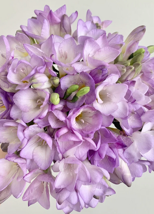 💐Freesia Bulbs