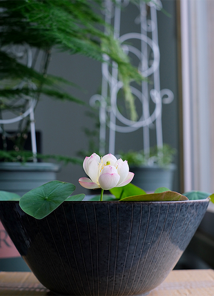 🔥【7 days germination】💐The Sacred Bonsai Bowl Lotus Flower