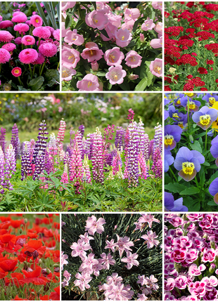 🌺Four Seasons Flowering Mixed Flower Seeds - Easy to Grow