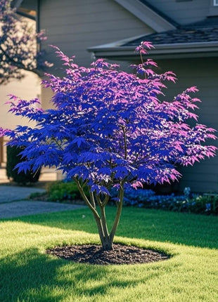 10Pcs Purple Japanese Maple Seeds – Grow a Unique, Elegant Tree with Stunning Deep Purple Foliage