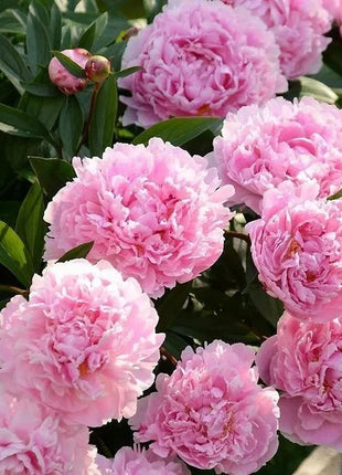 🔥LAST DAY 45% OFF🌺THE QUEEN OF FLOWERS—DOUBLE PETALED PIANI