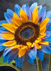 Twin-Blossom Blue Over Yellow / 💐200Seeds
