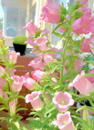 200 Seeds / Pink