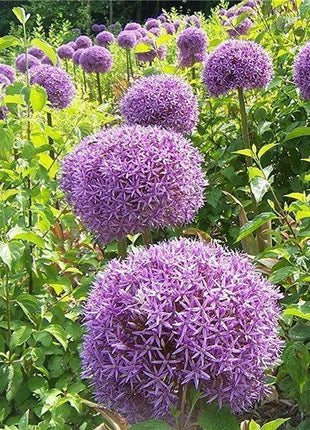 Garden Outdoor Giant Allium Giganteum Beautiful Flower Seeds Bonsai Plant Seeds