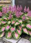 Pink-Green / 🔥100 Seeds(45 ft²)
