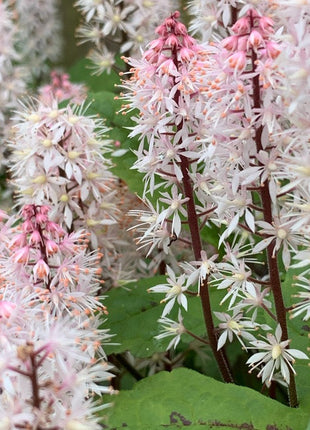 Pink Skyrocket Foam Flower