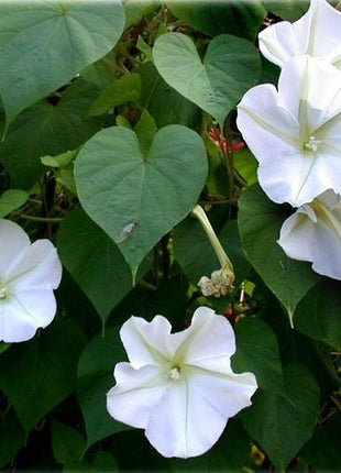 MOONFLOWER SEEDS