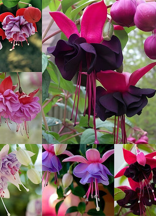 🌺Lantern Flower