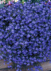 Purple / 100 Seeds