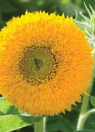 Teddy Bear Sunflower Seeds