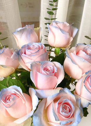 100 Pcs/Rare Bag Blue Pink Rose Seeds Scented  Plants  Flowers