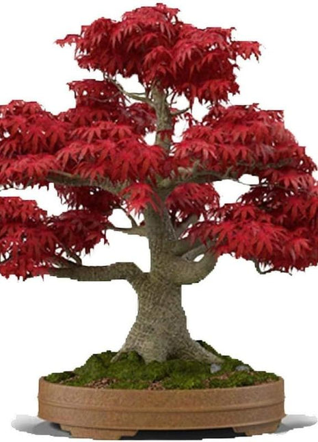 Japanese Red Maple Bonsai Tree Seeds | 30+ Seeds | Highly Prized for Bonsai, Japanese Maple Tree Seeds