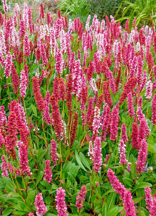 Dwarf Fleeceflower
