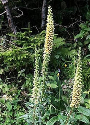 RUSTY FOXGLOVE Hummingbird Flower Digitalis Ferruginea Yellow Herald Seeds