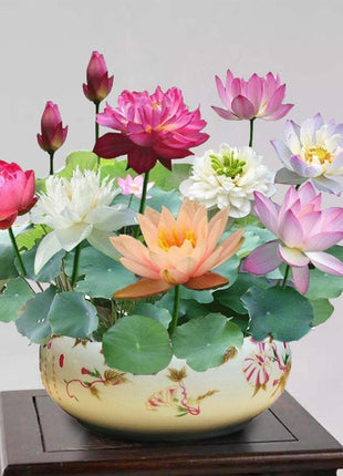 The Sacred Bonsai Lotus Flower