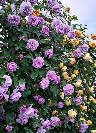 【 Repeat Blooming】🌹Climbing Rose Seeds - Luck Rises