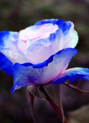 Rare Bag Blue Pink Rose Seeds Scented  Plants  Flowers