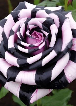 Romantis Rose Seeds
