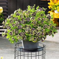 Collection image for: Petunia
