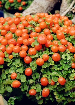 Egrow 50Pcs（100Pcs）/Bag Lamp Beads Grass Seeds Flower Seeds Garden Bonsai Plant for Home Garden Plants