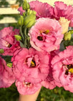 Pink / 100 Seeds