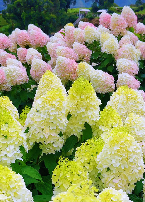 🌺Panicle Hydrangea Flowers Seeds—Mixed Color Plants—Home Garden Flower Seeds