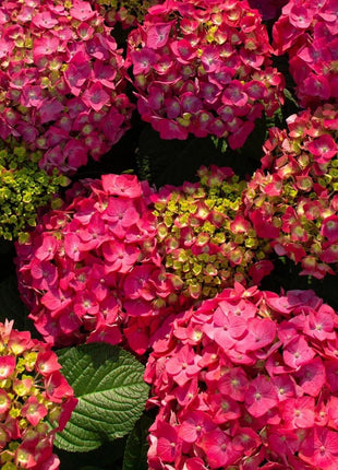 200pcs Red Hydrangea Seeds – Bold & Vibrant Blooms for Garden Borders, Pots & Statement Landscapes