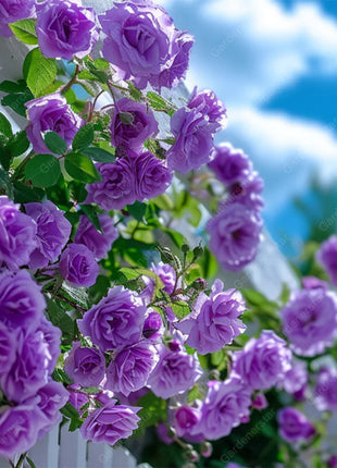Climbing Plants Mix Seeds