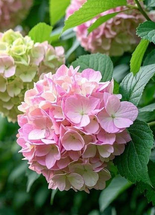 200 pcs Mixed Hydrangea Seeds – Colorful Blooms for Stunning Garden Displays