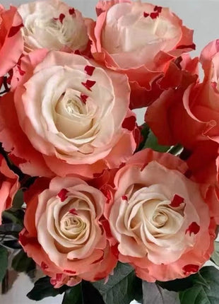 Garden of Dreams with Rare Color Varieties of Rose Seeds