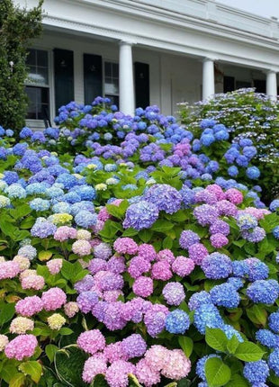 200pcs Mixed Hydrangea Seeds – Soft Pastel Blooms for Romantic Garden Corners & Pots