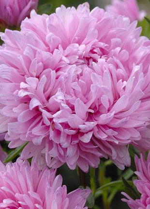 King Size Pink