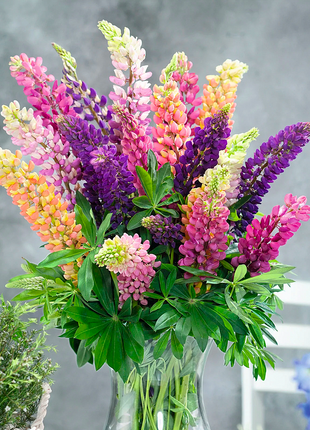Lupine Flower Seeds