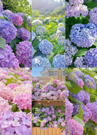 Hydrangea Seeds 50 seeds Mixed Color Seeds Perennial Flowers for Vibrant Garden Displays Hardy and Easy to Grow Perfect for Landscaping and Gardening Projects
