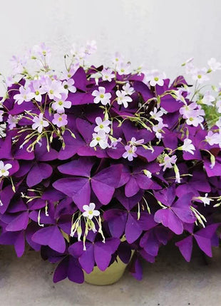 10PCS Oxalis Triangularis Purple Shamrock Good Luck Plant