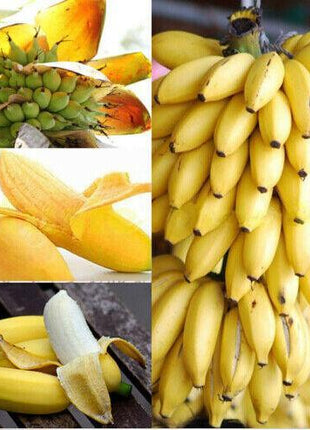30pcs Dwarf Banana Seeds Bonsai Tree Tropical Fruit Seeds Balcony Home Plants