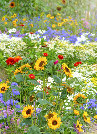 💐Multiple Flower Seeds