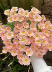 100 Seeds / Sakura Jelly