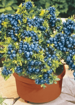 Giant Blueberry Fruit Seeds (20 Seeds a Pack)