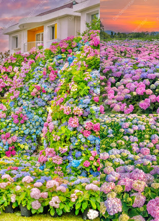 💐Endless Summer Hydrangea Falls