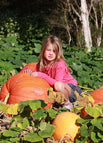 Pumpkin / 100 seeds
