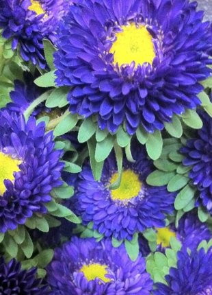 Aster China Matsumoto Blue Flower