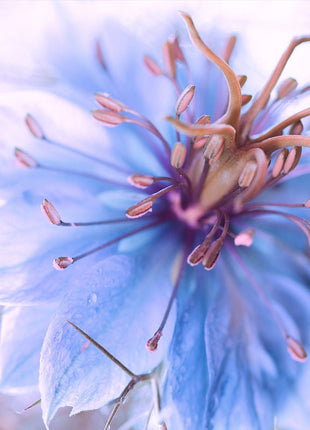 Love-In-A-Mist Seeds
